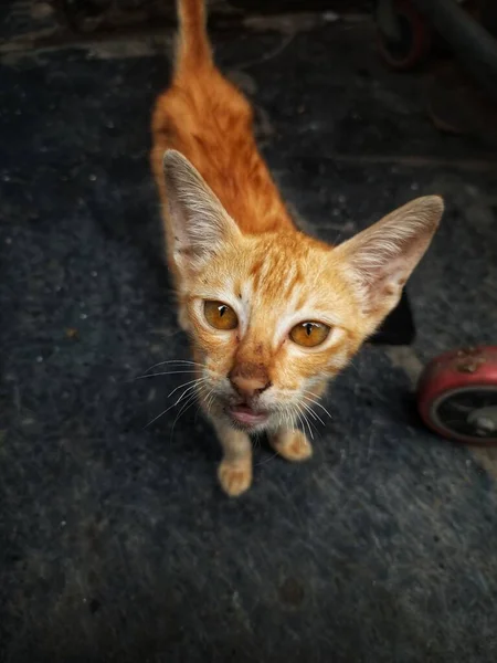 Beautiful Cat Eyes Location Pune Maharashtra India — стокове фото