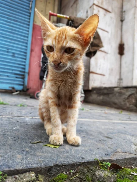 Hermosos Ojos Gato Location Pune Maharashtra India —  Fotos de Stock