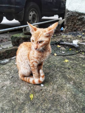 Bir Sokak Kedisinin Çekici Gözleri. Konum Pune Maharashtra Hindistan..