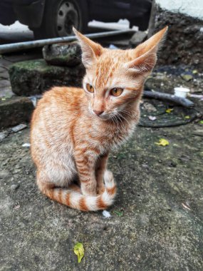 Bir Sokak Kedisinin Çekici Gözleri. Konum Pune Maharashtra Hindistan..