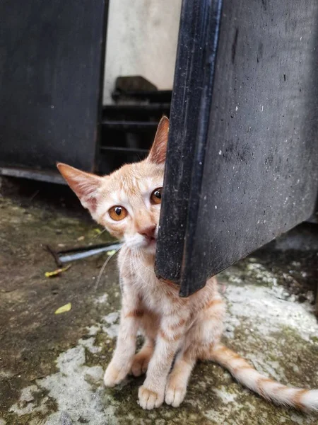 Bir Sokak Kedisinin Çekici Gözleri Konum Pune Maharashtra Hindistan — Stok fotoğraf