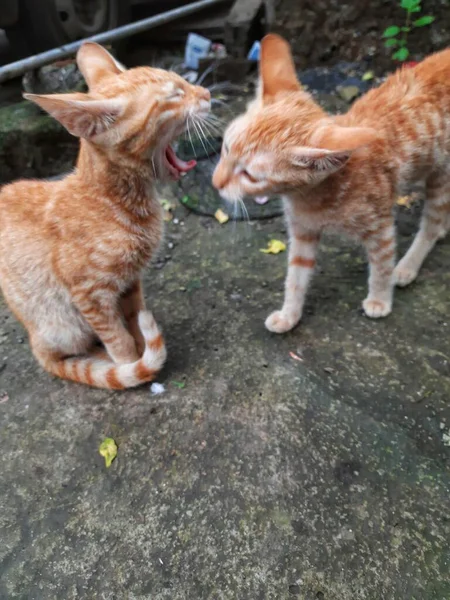 Gato Rua Twotwin Quadro Pune Maharashtra Índia — Fotografia de Stock