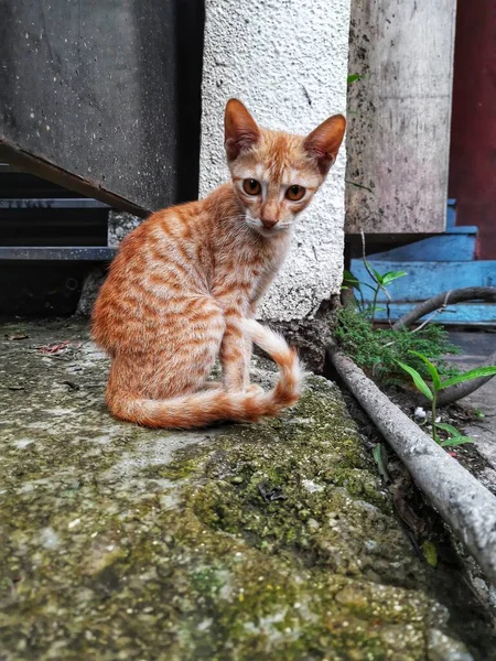 Attractive Eyes Street Cat Location Pune Maharashtra India — стокове фото