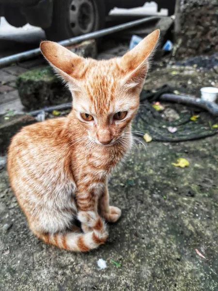 Mata Menarik Dari Street Cat Lokasi Pune Maharashtra India — Stok Foto