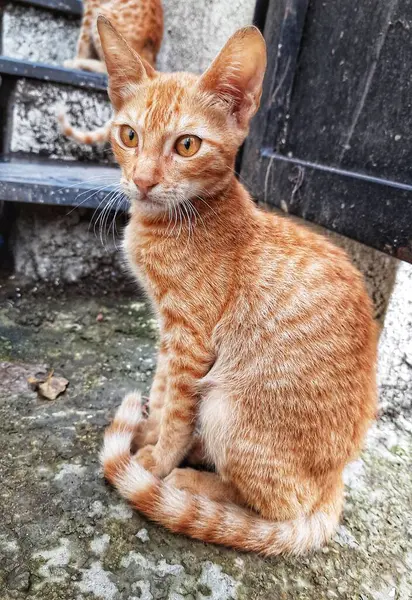 Bir Sokak Kedisinin Çekici Gözleri. Konum Pune Maharashtra Hindistan..