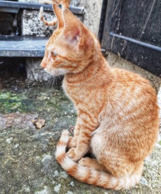 Şirin Sokak Kedileri Konumu-Pune Maharashtra Hindistan.