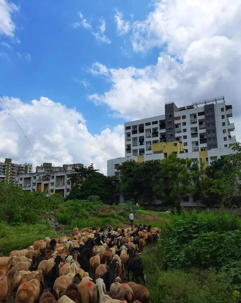 Rebanho Ovelhas Liderado Por Homem Uma Cidade Pune Maharashtra Índia — Fotografia de Stock