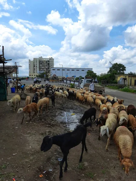 Troupeau Moutons Conduit Par Homme Dans Une Ville Pune Maharashtra — Photo