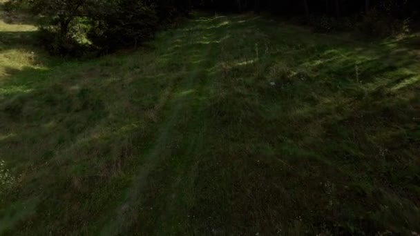 Caminho da floresta, o voo de um drone sobre a floresta — Vídeo de Stock