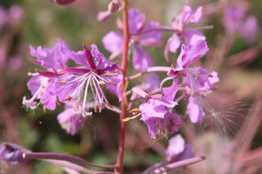 İvan çayı bir yaz günü