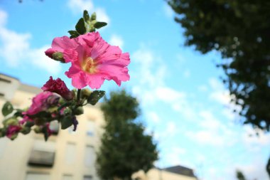 Nantes sokaklarında yetişen yabani çiçekler.