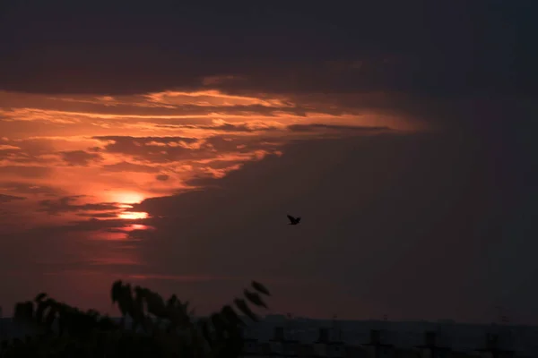 Ein Purpurroter Himmel Einem Kontrastierenden Sonnenuntergang Über Einer Großen Stadt — Stockfoto