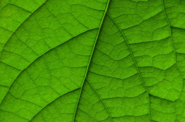 Yeşil yaprak desenini kapat. Avokado yeşili yaprak dokusunun makro görüntüsü. Yeşil yapraklı arka plan. Yapılı yeşil yaprak. Arkaplan için soyut yeşil yaprak dokusu.