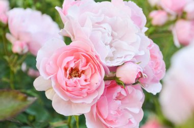 Tomurcuklu soluk pembe gül çalısı bahçede diğer bulanık güllere karşı. Bahçede yazın açan pembe güller. Parkta yakın plan güller.