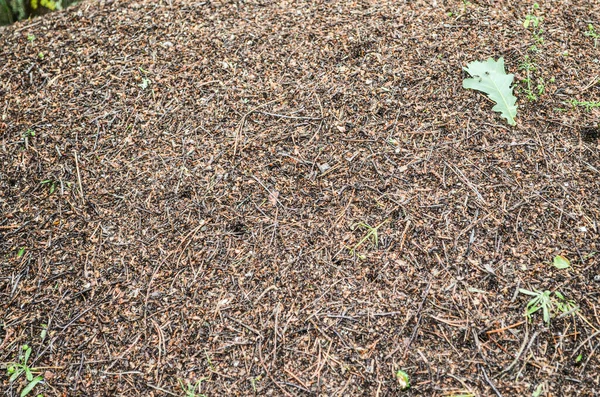 Anthill with ants in the forest. Close-up forest anthill landscape. Red forest ants on the background of an anthill. Insects in nature. Insect community in the forest.