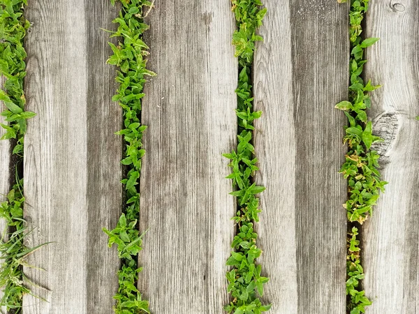 Wooden walkway made of boards with green leaves between them. Close up wooden footpath with grass. Dock of planks. Old gray wooden plank path way and green grass breaking trough the planks.