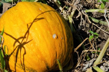 Balkabakları hasat etmeye hazır olmaya yakın. Bahçede büyüyen portakallı balkabağı. Güneşin altında yetişen bir tarlada yetişen balkabağı bitkileri..