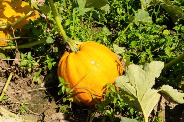 Balkabakları hasat etmeye hazır olmaya yakın. Bahçede büyüyen portakallı balkabağı. Güneşin altında yetişen bir tarlada yetişen balkabağı bitkileri..