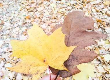 Arka planda yakın plan sarı akçaağaç yaprağı. Sonbahar konsepti. Sonbahar yaprakları. Sarı akçaağaç yaprağını tutarken sonbahar sarısı, güneşli arka planda.