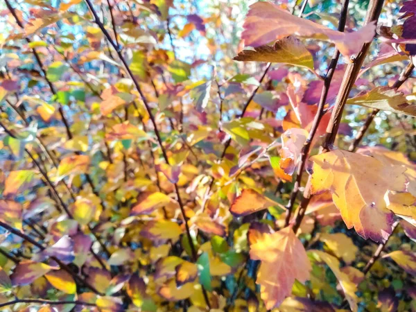 Sonbahar Çalılığının Bulanık Arka Planında Yakın Plan Sarı Bordo Yaprağı — Stok fotoğraf