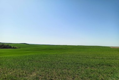 Mavi gökyüzüne karşı yeşil tarlaların ve çayırların güzel manzarası. Ukrayna kırsalında. Güneşli bir havada tarla. Çiftlik arazisi.