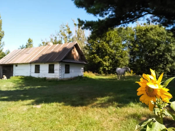 19世纪末至20世纪初 传统的乌克兰农村住宅 2020年8月29日 乌克兰Rokini地区传统的乌克兰乡村老房子的模糊背景下的向日葵特写 — 图库照片