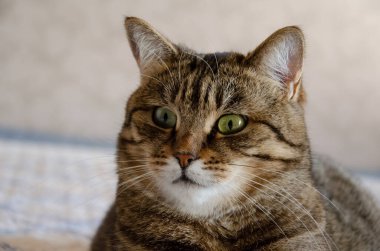 Yakından bakınca, çizgili kahverengi bir kedinin komik suratını görüyorum. Bej arka planda yeşil gözlü tekir kedi. Komik hayvanlar..
