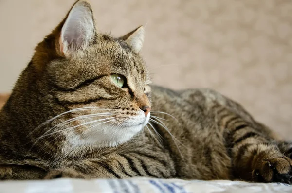 Närbild Ansikte Randig Brun Katt Med Kopieringsutrymme Tabby Katt Med — Stockfoto