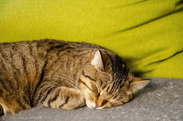 Gatto Vicino Dorme Divano Grigio Sullo Sfondo Cuscino Verde Chiaro — Foto Stock