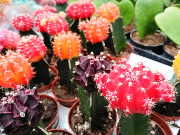 Close Colorful Cactus Gymnocalycium Counter Supermarket Colorful Chin Cactus Flower — Stock Photo, Image