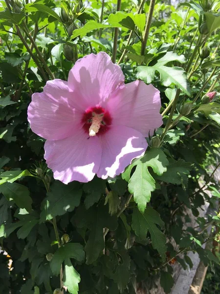 Fleur Pleine Floraison — Photo