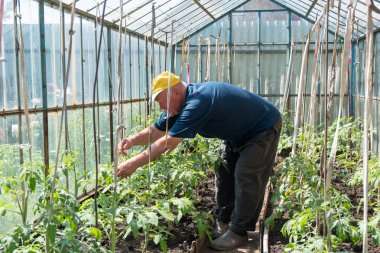 Yaşlı adam çalılıkların domates ile bir sera içinde