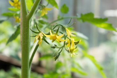 Bir sera organik domates