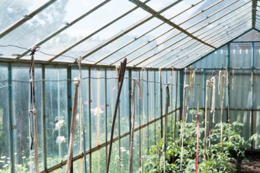 Bir sera organik domates