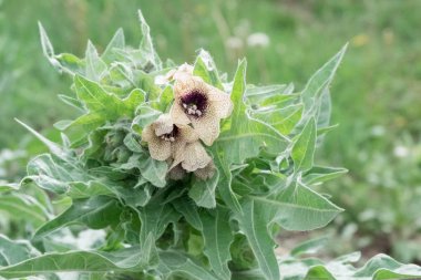 Çiçek açması hyoscyamus, henbane veya kokuşmuş itüzümü tehlikeli bir bitkidir