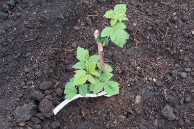 Bahçede genç bir ahududu bitki açılış