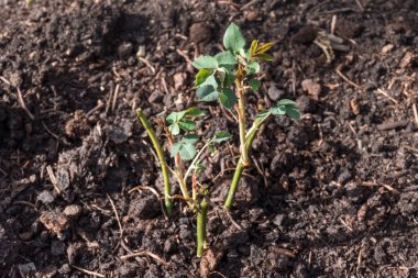 Bahçe, bir tarafta genç gül çalıların ekili