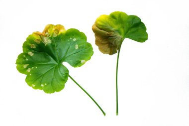 Tek yaprak yeşil Pellargonium, Sardunya beyaz arka plan üzerinde izole.