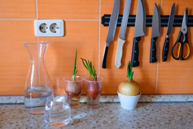 Bir bardak bir mutfak masasında filizlenmiş soğan