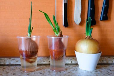 Bir bardak bir mutfak masasında filizlenmiş soğan