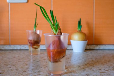 Bir bardak bir mutfak masasında filizlenmiş soğan