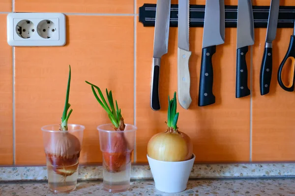 La cebolla germinada en la mesa de la cocina en el vaso — Foto de Stock