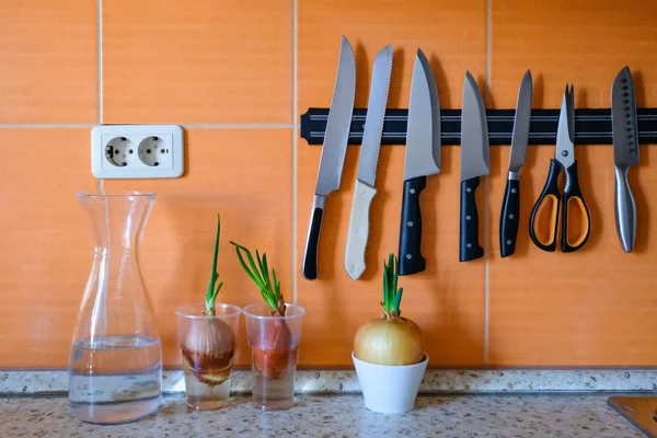 La cebolla germinada en la mesa de la cocina en el vaso — Foto de Stock