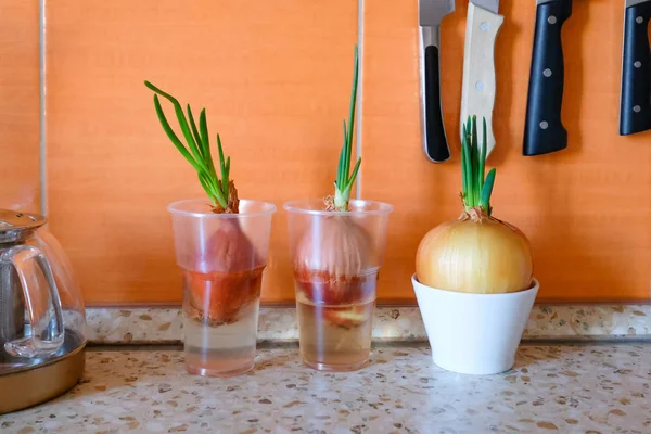 La cebolla germinada en la mesa de la cocina en el vaso — Foto de Stock