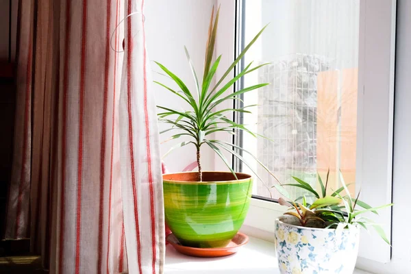 Plantas interiores en macetas brillantes en el alféizar de la ventana — Foto de Stock