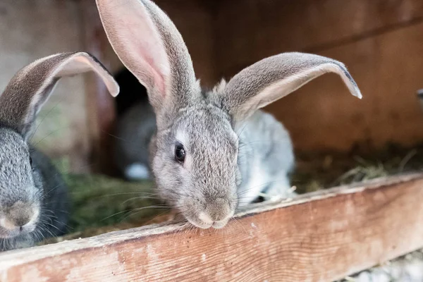 Lapin dans la cage. Grandes oreilles de lapin — Photo