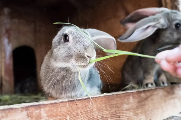 Man feeds weed small rabbit. Farm. Bunny eating
