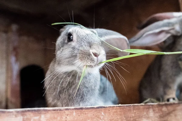 Het konijn in de kooi Eet gras — Stockfoto