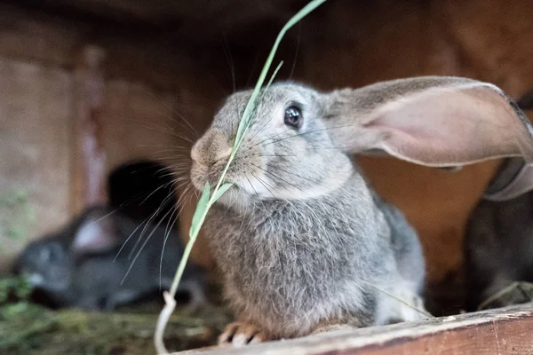 El conejo en la jaula está comiendo hierba. — Foto de Stock