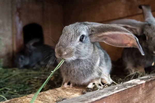 檻の中のウサギは草を食べている — ストック写真